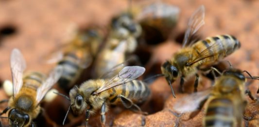 Juez ordena proteger abejas en Colombia ante amenaza de extinción