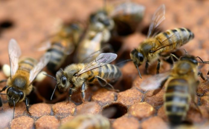 Juez ordena proteger abejas en Colombia ante amenaza de extinción