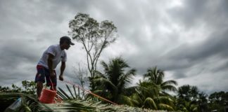 Con viejas recetas naturales, un español reforesta la Amazonía peruana