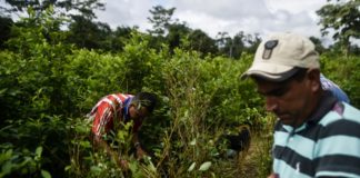 El narcotráfico ahora tiene acento mexicano en el Pacífico de Colombia