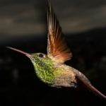 México es pionero en Latinoamérica en la conservación urbana de colibríes