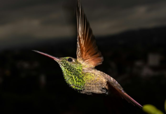 México es pionero en Latinoamérica en la conservación urbana de colibríes