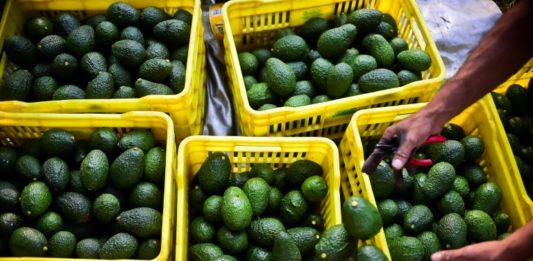 El furor del aguacate, "oro verde" de América latina, preocupa en EEUU y Europa