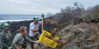 Introducen iguanas en isla ecuatoriana de Galápagos donde desaparecieron