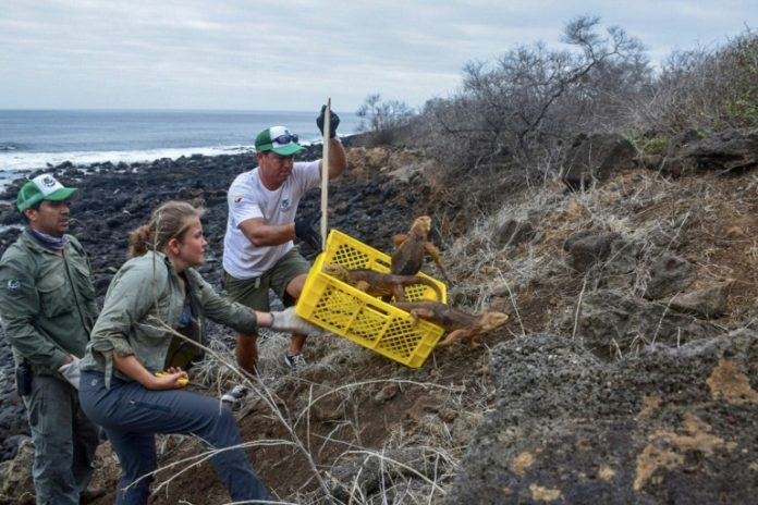 Introducen iguanas en isla ecuatoriana de Galápagos donde desaparecieron