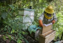Los pesticidas de los cocales bolivianos amenazan la supervivencia de las abejas