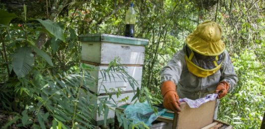 Los pesticidas de los cocales bolivianos amenazan la supervivencia de las abejas