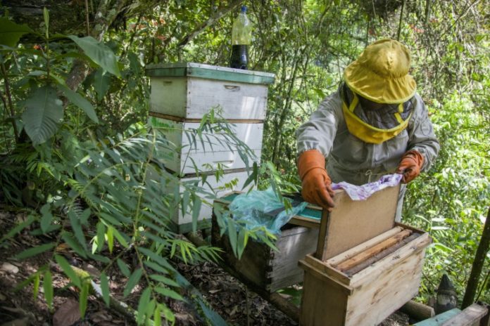 Los pesticidas de los cocales bolivianos amenazan la supervivencia de las abejas