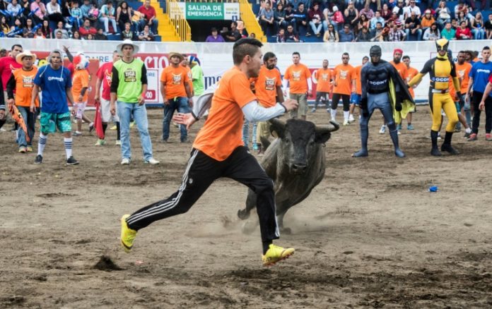 Toros "a la tica", la polémica fiesta de fin de año en Costa Rica