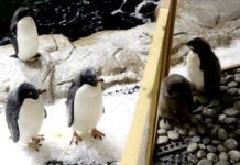 Nacen dos pingüinos de Adelia en zoológico mexicano