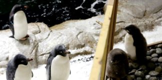 Nacen dos pingüinos de Adelia en zoológico mexicano