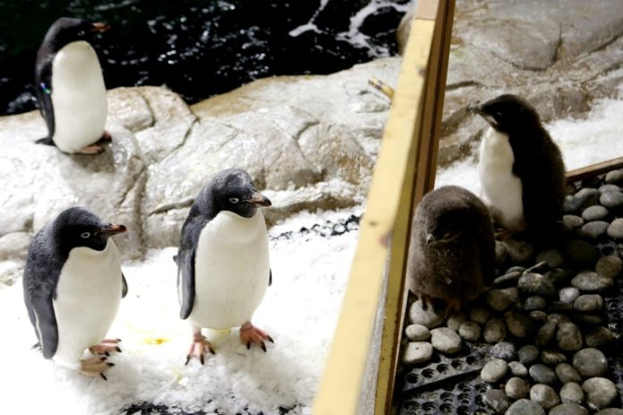 Nacen dos pingüinos de Adelia en zoológico mexicano