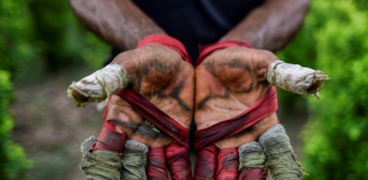 Narcocultivos en Colombia, el insospechado destino de migrantes venezolanos