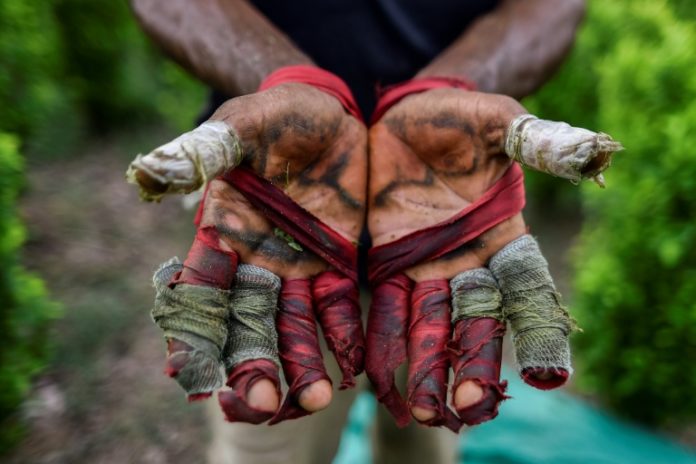 Narcocultivos en Colombia, el insospechado destino de migrantes venezolanos