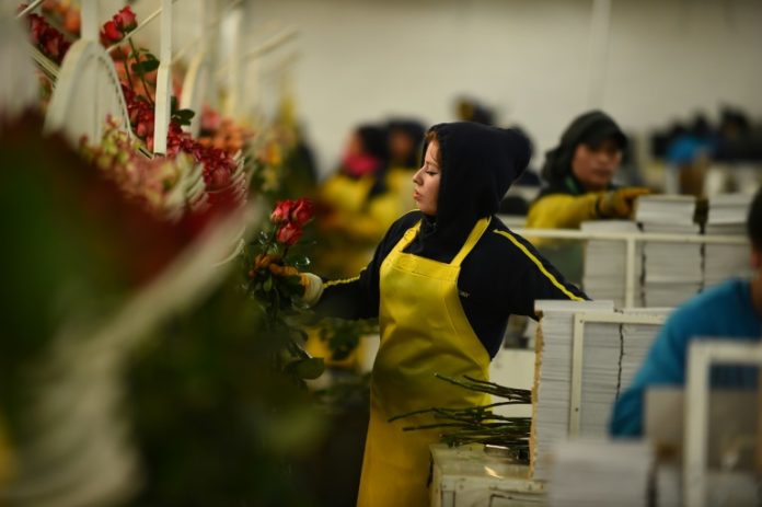 San Valentín: la semana de la moda para las rosas de Ecuador