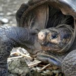 Se abre un camino para salvar al último gigante encontrado en Galápagos