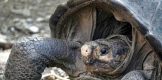 Se abre un camino para salvar al último gigante encontrado en Galápagos