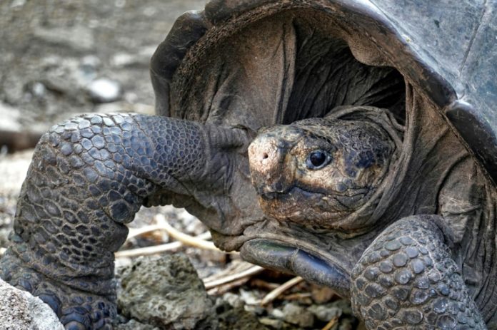 Se abre un camino para salvar al último gigante encontrado en Galápagos