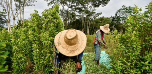 Campesinos colombianos de la frontera, entre el desespero y el regreso a la coca
