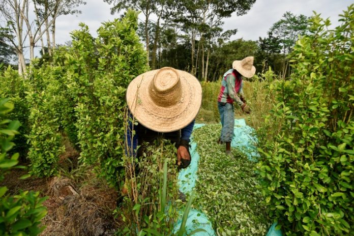 Campesinos colombianos de la frontera, entre el desespero y el regreso a la coca