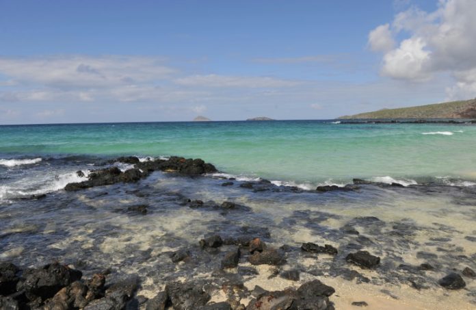 Científicos marcan por primera vez tiburones azules en Galápagos