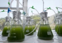 Diminutas algas pueden ayudar a descontaminar los lagos de Perú - Algas