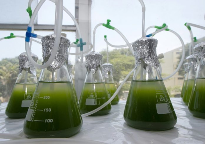Diminutas algas pueden ayudar a descontaminar los lagos de Perú - Algas
