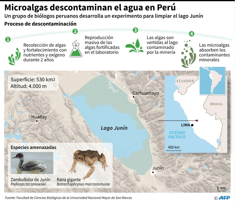 Diagrama explicativo sobre un experimento llevado a cabo por El experimento llevado a cabo por biólogos peruanos para descontaminar lagos y ríos con microalgas fortificadas  © AFP Nicolas Ramallo