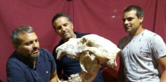 Hallan fósiles de un oso gigante que vivió hace 700 mil años en Argentina Hallan fósiles de un oso gigante que vivió hace 700 mil años en Argentina