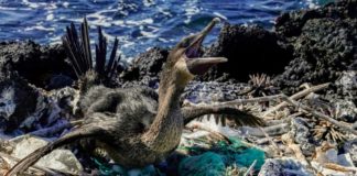 Un monstruo en el paraíso - el plástico amenaza la vida en Galápagos