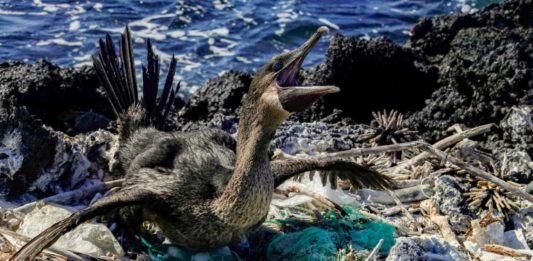 Un monstruo en el paraíso - el plástico amenaza la vida en Galápagos