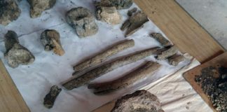 Hallan fósiles de tres elefantes prehistóricos en los Andes de Perú Hallan fósiles de tres elefantes prehistóricos en los Andes de Perú