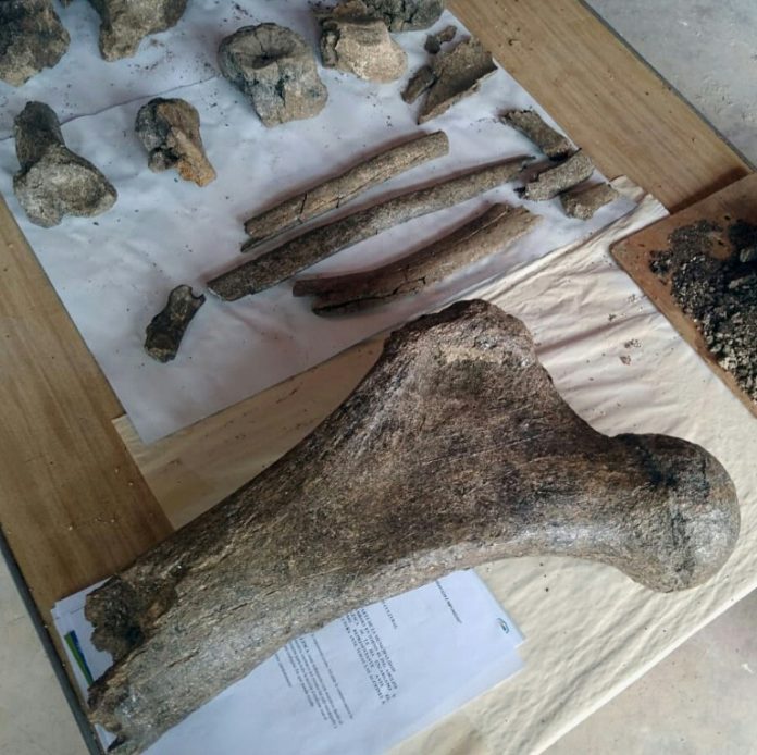 Hallan fósiles de tres elefantes prehistóricos en los Andes de Perú