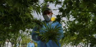 Primera exportación de marihuana medicinal uruguaya lista para despegar