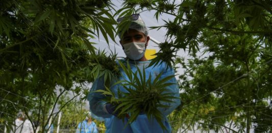 Primera exportación de marihuana medicinal uruguaya lista para despegar