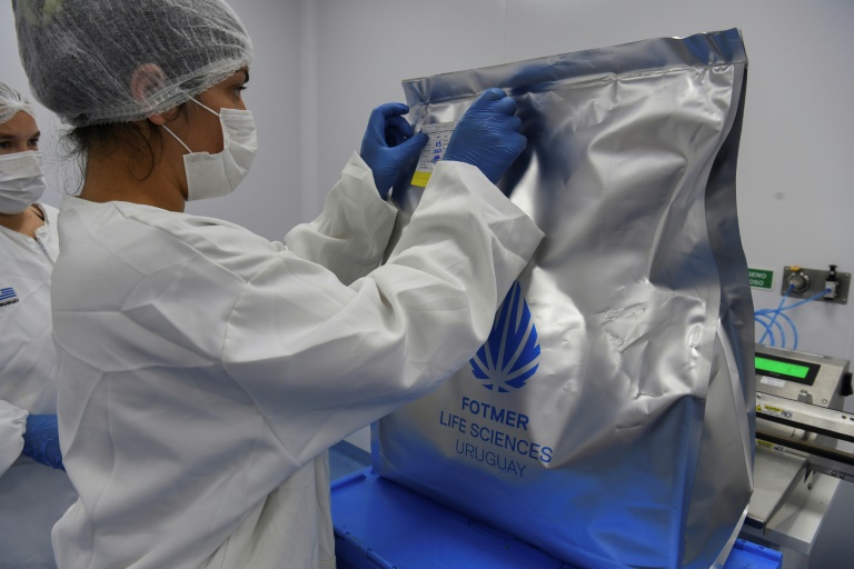 Primera exportación de marihuana medicinal uruguaya lista para despegar