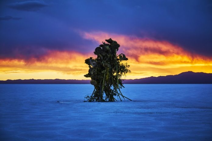 Desde el fin de mundo hacia el norte, se lanza BienalSur en Argentina