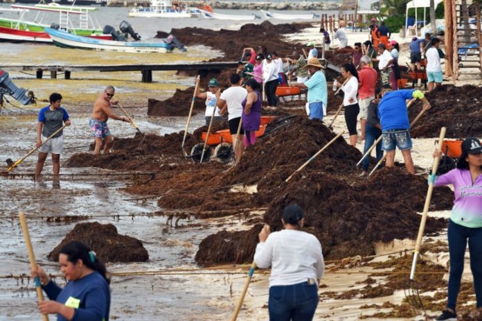 El sargazo, plaga que amenaza la onírica belleza del Caribe mexicano