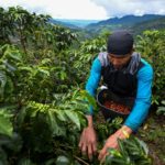 Los bajos precios hunden en la desolación a los cafeteros de Colombia