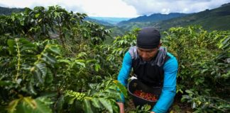 Los bajos precios hunden en la desolación a los cafeteros de Colombia