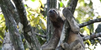 Proyecto Providence, un 'Gran Hermano' de la biodiversidad en la Amazonía brasileña