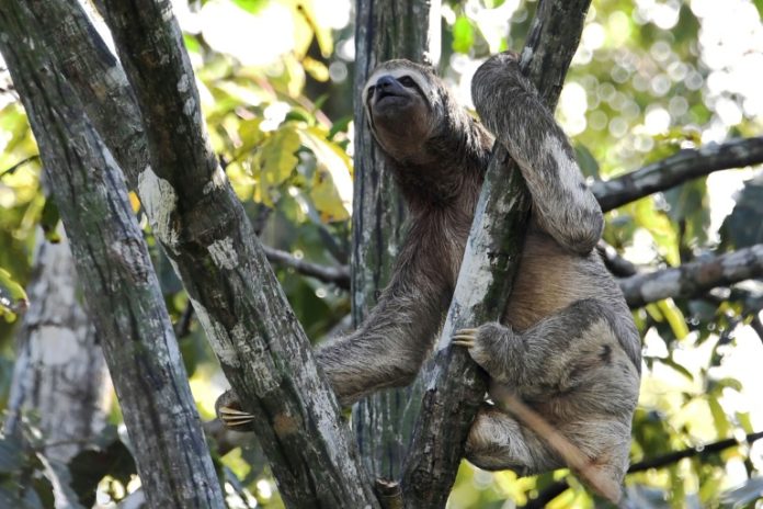 Proyecto Providence, un 'Gran Hermano' de la biodiversidad en la Amazonía brasileña