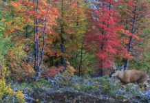 Registran en la Patagonia chilena un huemul, mítico ciervo en peligro de extinción