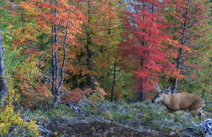 Registran en la Patagonia chilena un huemul, mítico ciervo en peligro de extinción