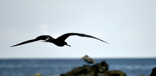 Ecuador descarta daños ambientales en Galápagos por operaciones de avión de EEUU