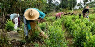 Impulsada por Colombia, producción de cocaína marcó récord mundial en 2017, según ONU