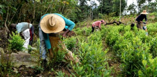 Impulsada por Colombia, producción de cocaína marcó récord mundial en 2017, según ONU