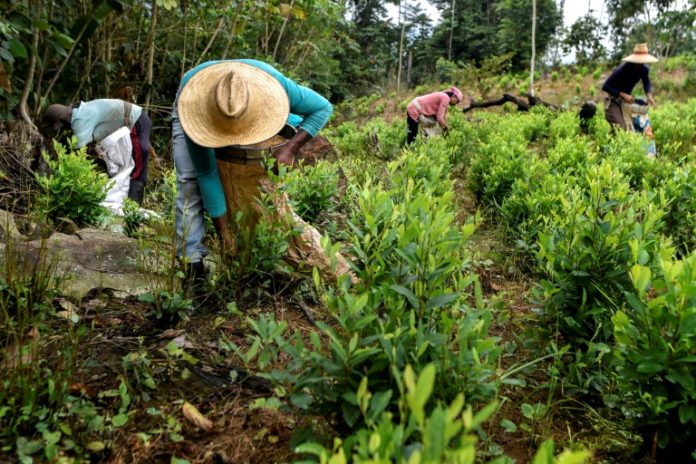 Impulsada por Colombia, producción de cocaína marcó récord mundial en 2017, según ONU