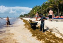 México construirá barcos especiales para eliminar sargazo de sus playas