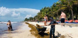 México construirá barcos especiales para eliminar sargazo de sus playas